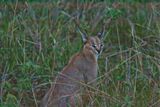 Caracal 4071