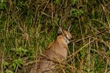 Caracal 4076