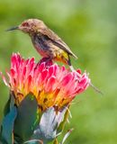 Cape sugarbird f f 006