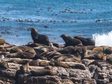 Cape fur seal