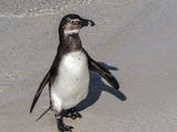jackass penguin 206.