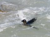Jackass penguin 221