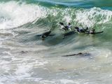 Jackass penguin 237