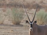 Gemsbok 400