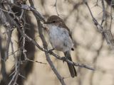 Merico flycatcher 589