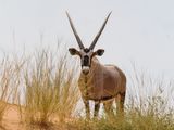 Gemsbok 636.