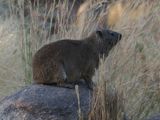 Rock hyrax 170