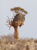 Quiver tree 387
