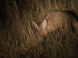 Aardvark 478