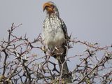 Yellow hornbill 115