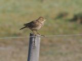 Thickbilled lark 372.
