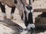 Gemsbok 614