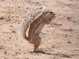 Striped ground squirrel 660