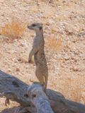 Meerkat 686