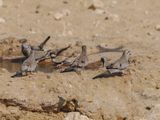 Namaqua dove 96
