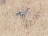 Secretary bird 74