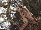 Eagle owl 009