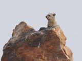 Hyrax 356