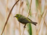 Cape white-eye 1407