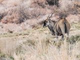 eland 136