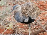 Red crested korhaan 177