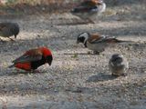 Southern Red bishop 612