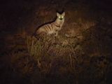 Aardwolf 1036