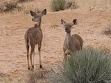 Kudu 397