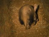 Aardvark bum 502
