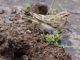 Redbilled quelea 128