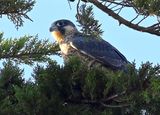 DSC_1513.JPG