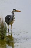 Grey Heron DSC_6609-SharpenAI-Softness.jpg