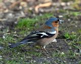 DSC_5228.JPG