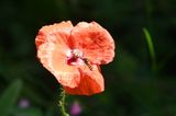 DSC_3951.JPG