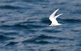 Arctic Tern hunting