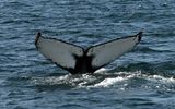 Humpback dives deep
