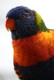 Z81_0218 - T.JPG