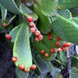 Prickly Pear or Tuna