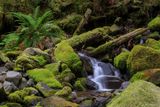 On the Trail to Sol Duc