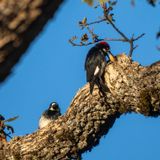 Acorn Woodpecker