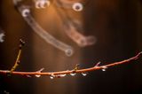 Raindrops