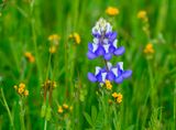 Lupine and Fiddlenecks
