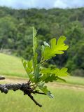 Valley Oak Leaves