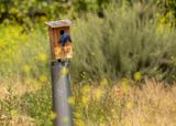 At the Blue Bird nest box