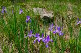 Wild Irises