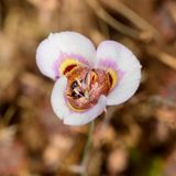 Mariposa Lily