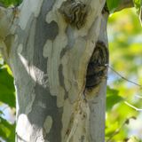 Still nesting