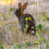 White tailed bunny
