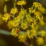 Ladybug