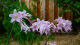 Amaryllis Belladonna